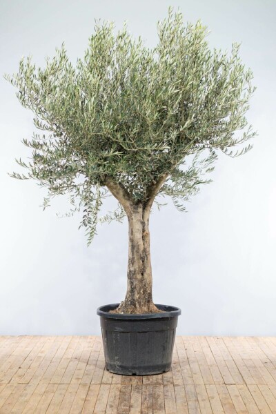 Olivenbaum Olea Europea Knorrig 30-40 175-200 Topf Olivenbaum / Olea Europaea Knorrig verzweigt Old Skin 175-200 cm