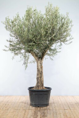 Olivenbaum Olea Europea Knorrig 30-40 175-200 Topf
