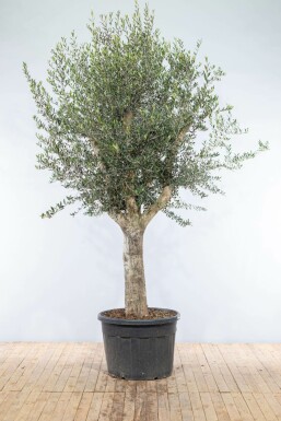 Olivenbaum / Olea Europaea Knorrig verzweigt Old Skin