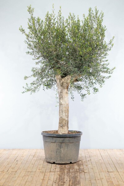 Olivenbaum Olea Europea Knorrig 50-60 200-225 Topf Olivenbaum / Olea Europaea Knorrig verzweigt Old Skin 200-225 cm