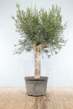 Olivenbaum / Olea Europaea Knorrig verzweigt Old Skin