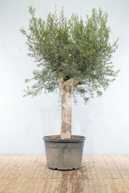 Olivenbaum Olea Europea Knorrig 50-60 200-225 Topf