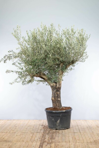 Olivenbaum Olea Europea Knorrig 60-70 200-225 Topf Olivenbaum / Olea Europaea Knorrig verzweigt Old Skin 200-225 cm