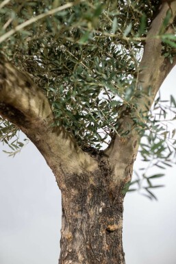 Olivenbaum Olea Europea Knorrig 60-70 200-225 Topf