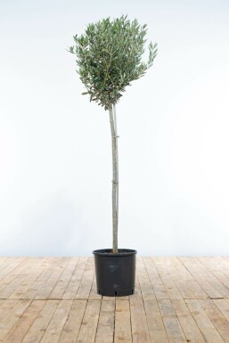 Olivenbaum Olea Europea Mini-Stamm 120-140 Topf