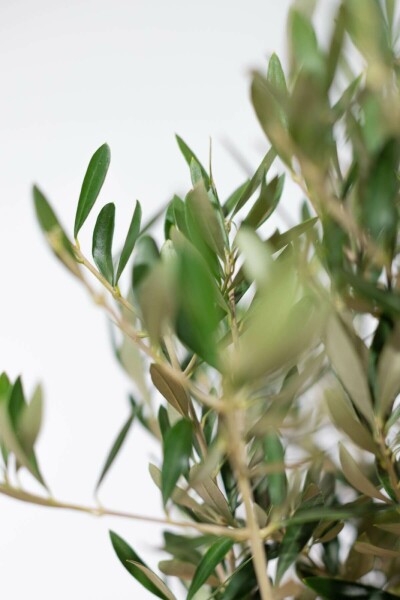 Olivenbaum / Olea Europaea Ministamm 120-140 cm