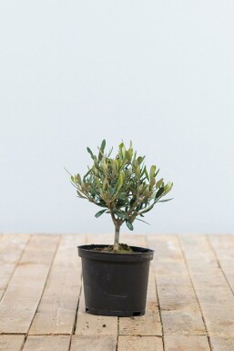 Olivenbaum Olea Europea Mini-Stamm 20-30 Topf Olivenbaum / Olea Europaea Ministamm 20-30 cm