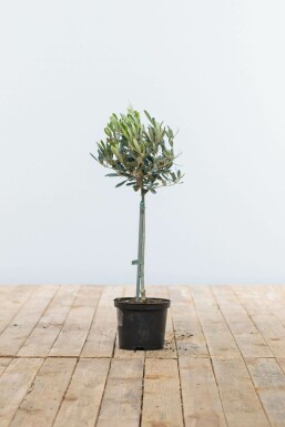 Olivenbaum / Olea Europaea Ministamm 40-60 cm