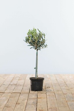 Olivenbaum Olea Europea Mini-Stamm 40-60 Topf