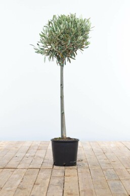 Olivenbaum Olea Europea Mini-Stamm 80-100 Topf