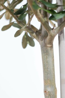 Olivenbaum Olea Europea Mini-Stamm 80-100 Topf