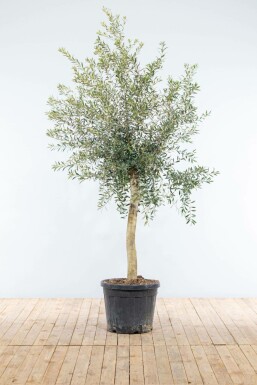 Olivenbaum Olea Europea Auf Stamm 15-20 150-175 Topf Olivenbaum / Olea Europaea auf Stamm 150-175 cm