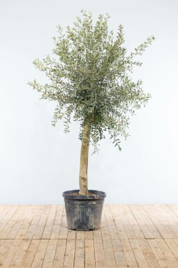 Olivenbaum Olea Europea Auf Stamm 20-30 150-175 Topf Olivenbaum / Olea Europaea auf Stamm 150-175 cm