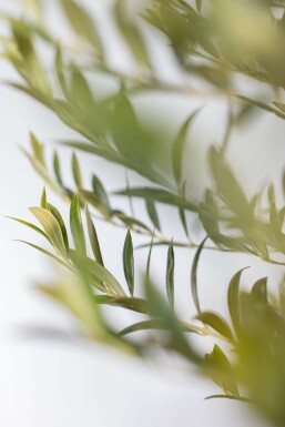 Olivenbaum Olea Europea Auf Stamm 20-30 150-175 Topf