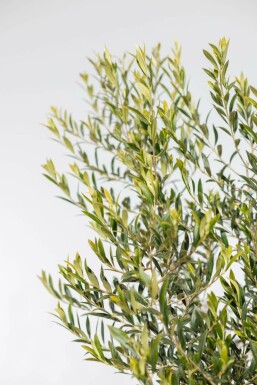 Olivenbaum Olea Europea Auf Stamm 20-30 150-175 Topf