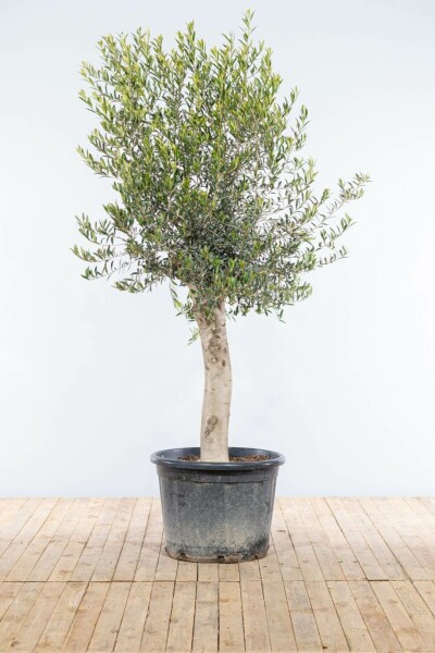 Olivenbaum / Olea Europaea auf Stamm