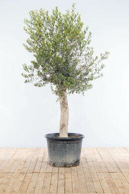 Olivenbaum Olea Europea Auf Stamm 30-40 175-200 Topf Olivenbaum / Olea Europaea auf Stamm 175-200 cm
