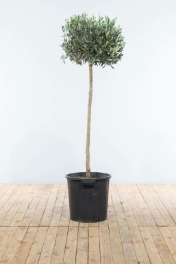 Olivenbaum / Olea Europaea auf Stamm 125-150 cm