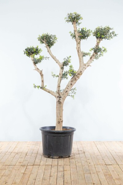 Olivenbaum Olea Europea Pompon 20-30 175-200 Topf Olivenbaum / Olea Europaea ponpon 175-200 cm