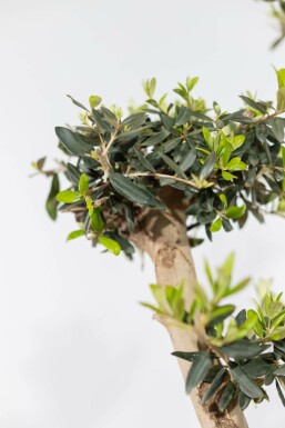 Olivenbaum Olea Europea Pompon 20-30 175-200 Topf Olivenbaum / Olea Europaea ponpon 175-200 cm