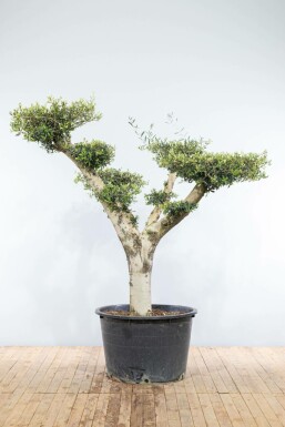 Olivenbaum Olea Europea Pompon 40-50 175-200 Topf