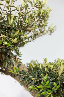 Olivenbaum / Olea Europaea ponpon 175-200 cm