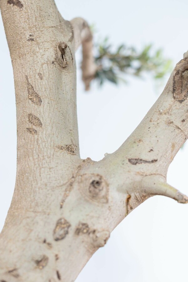 Olivenbaum Olea Europea Pompon 50-60 200-225 Topf Olivenbaum / Olea Europaea ponpon 200-225 cm