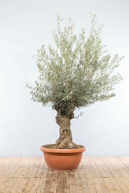 Olivenbaum Olea Europea Schale 40-60 150-175 Topf Olivenbaum / Olea Europaea Schale 150-175 cm