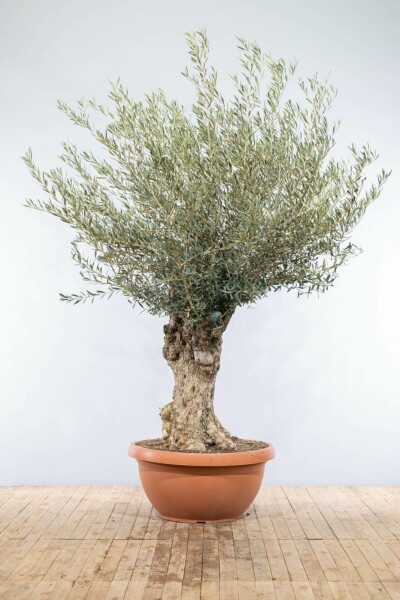 Olivenbaum / Olea Europaea Schale