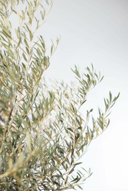 Olivenbaum Olea Europea Schale 60-80 175-200 Topf