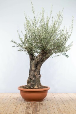 Olivenbaum / Olea Europaea Schale