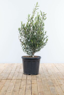 Olivenbaum Olea Europea Strauch 100-125 Topf Olivenbaum / Olea Europaea Strauch 100-125 cm
