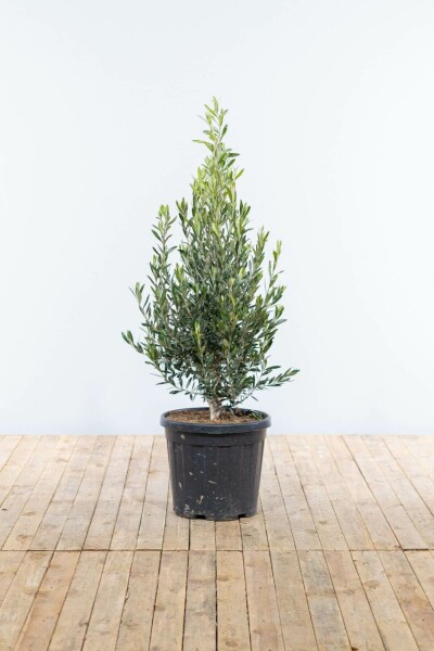 Olivenbaum / Olea Europaea Strauch 150-175 cm