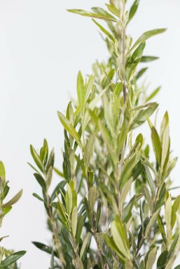 Olivenbaum / Olea Europaea Strauch 150-175 cm