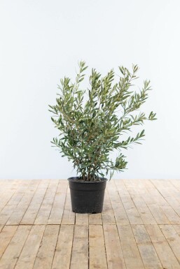 Olivenbaum Olea Europea Strauch 40-60 Topf