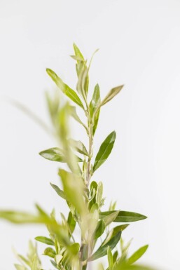 Olivenbaum Olea Europea Strauch 40-60 Topf Olivenbaum / Olea Europaea Strauch 40-60 cm