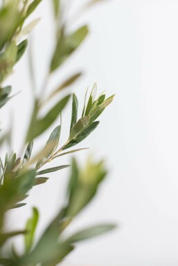Olivenbaum Olea Europea Strauch 80-100 Topf Olivenbaum / Olea Europaea Strauch 80-100 cm