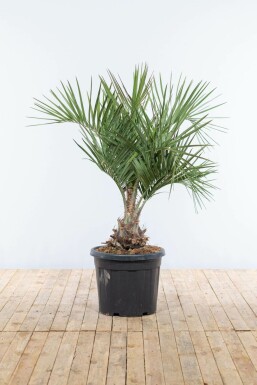 Gewöhnliche Geleepalme Butia Capitata Strauch 100-125 Topf Gewöhnliche Geleepalme / Butia Capitata Strauch 100-125 cm