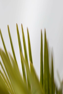 Gewöhnliche Geleepalme Butia Capitata Strauch 100-125 Topf Gewöhnliche Geleepalme / Butia Capitata Strauch 100-125 cm