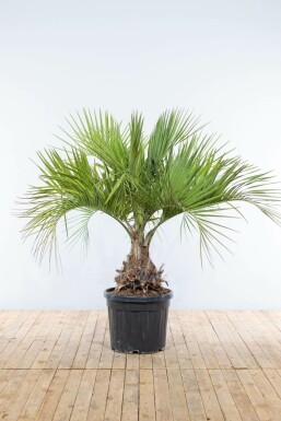 Gewöhnliche Geleepalme / Butia Capitata Strauch 150-175 cm