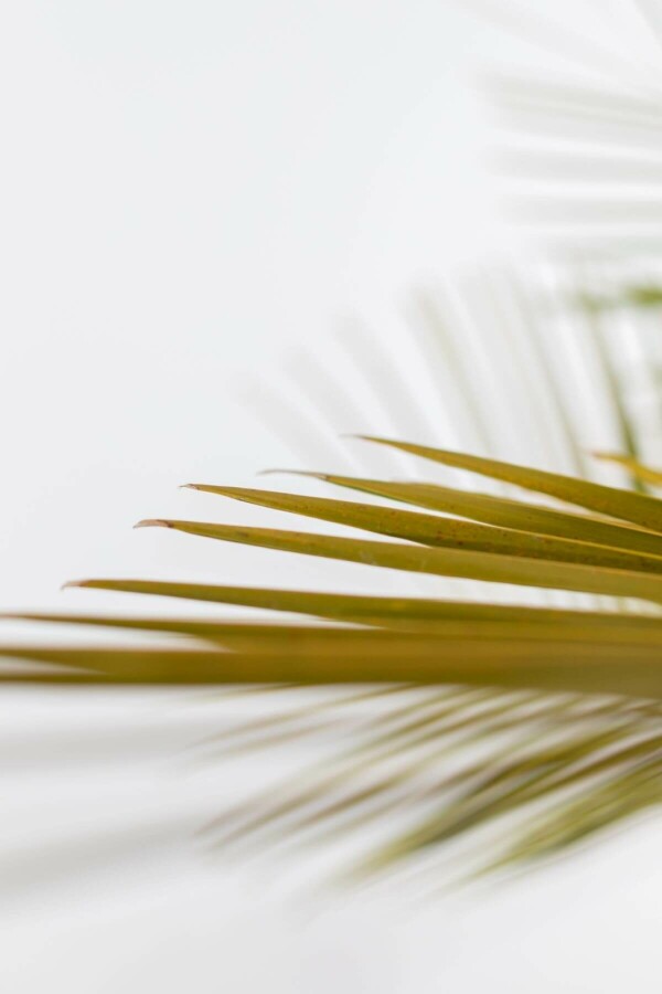 Gewöhnliche Geleepalme Butia Capitata Strauch 150-175 Topf Gewöhnliche Geleepalme / Butia Capitata Strauch 150-175 cm