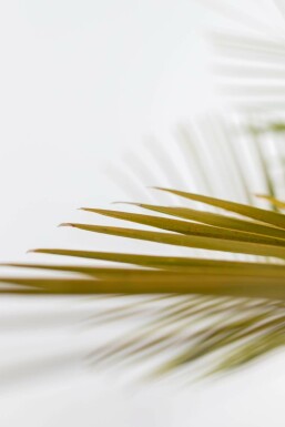 Gewöhnliche Geleepalme Butia Capitata Strauch 150-175 Topf Gewöhnliche Geleepalme / Butia Capitata Strauch 150-175 cm