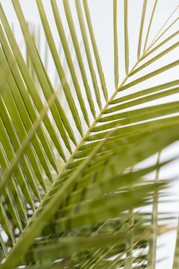 Gewöhnliche Geleepalme Butia Capitata Strauch 175-200 Topf Gewöhnliche Geleepalme / Butia Capitata Strauch 175-200 cm