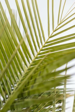 Gewöhnliche Geleepalme Butia Capitata Strauch 60-80 Topf Gewöhnliche Geleepalme / Butia Capitata Strauch 60-80 cm