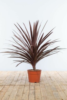 Palme / Cordyline Australis Red Star Strauch