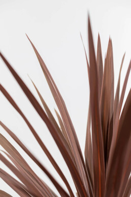 Palme Butia Cordyline Australis Red Star Strauch 100-125 Topf Palme / Cordyline Australis Red Star Strauch 100-125 cm