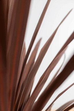 Palme / Cordyline Australis Red Star Strauch 100-125 cm