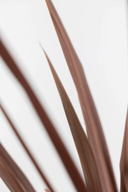 Palme / Cordyline Australis Red Star Strauch 100-125 cm