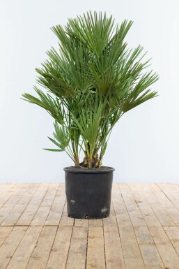 Zwergpalme Chamaerops Humilis Strauch 100-125 Topf