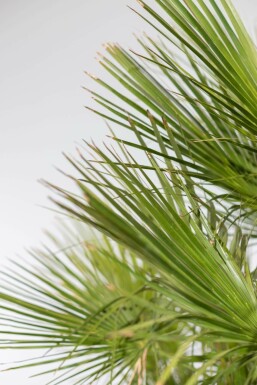 Zwergpalme Chamaerops Humilis Strauch 125-150 Topf